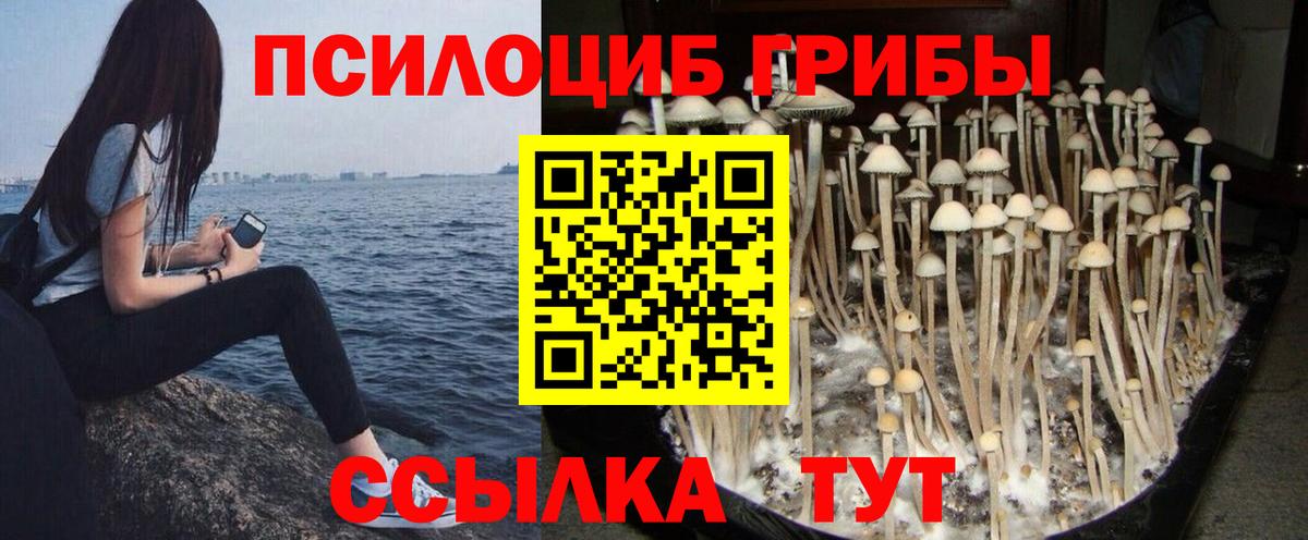 Псилоцибиновые грибы Psilocybe Ачхой-Мартан